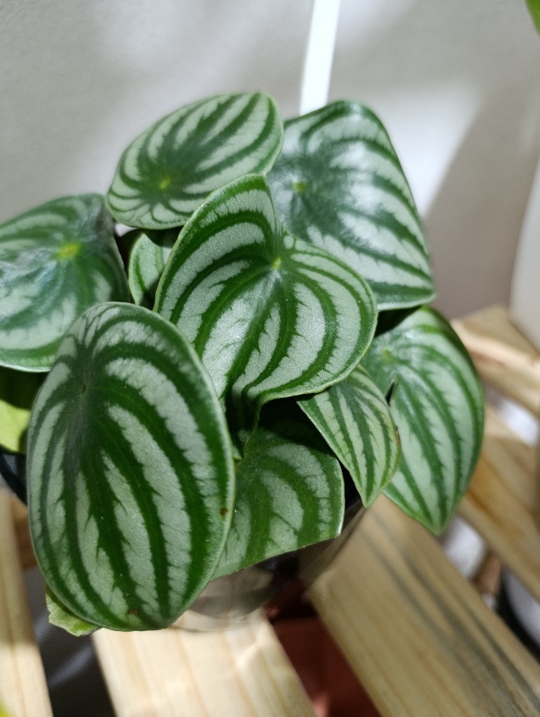 Peperomia sandía