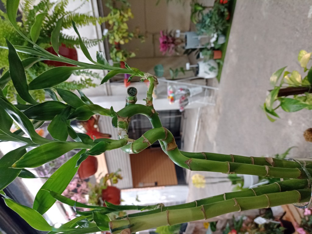 Bambú torneado 50cm