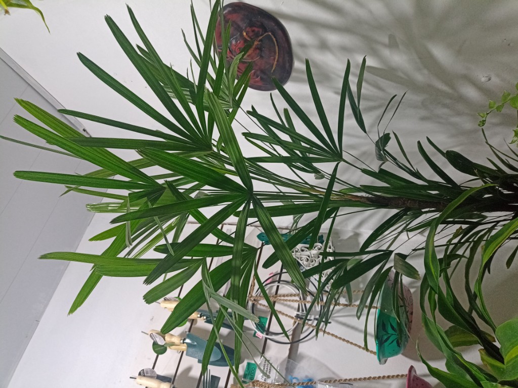 Raphi palmera alta grande