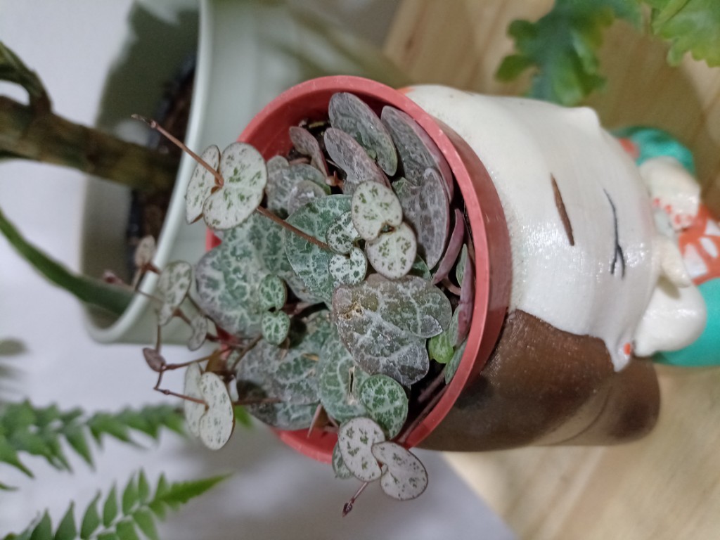 Ceropegia m8
