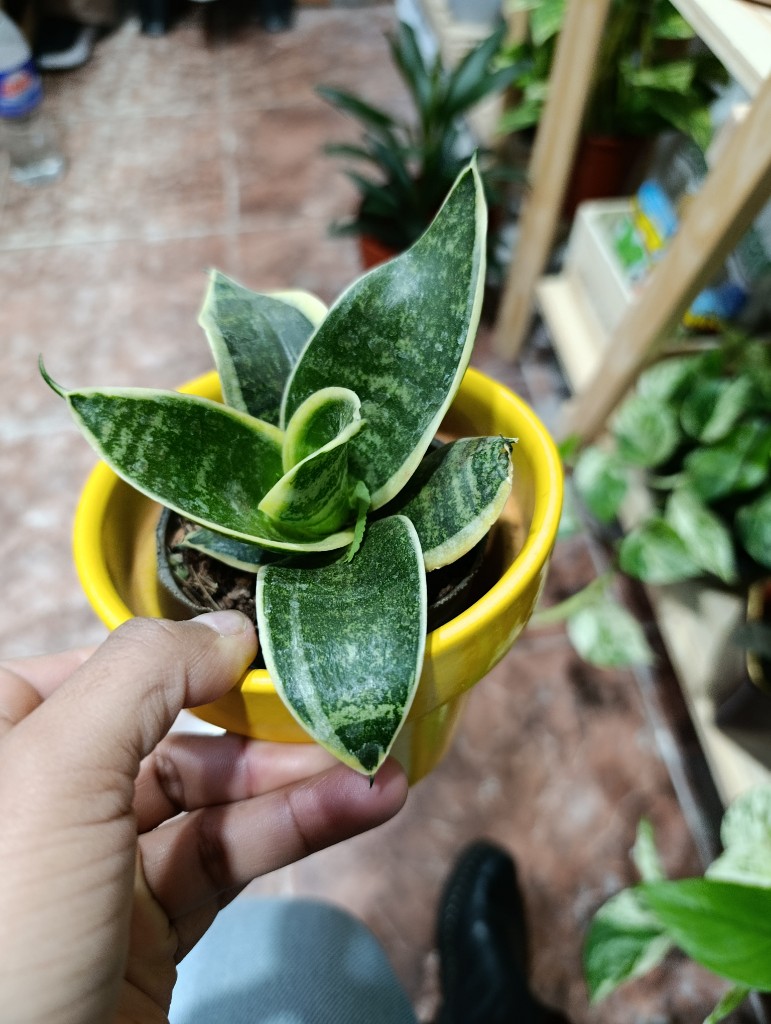 Sansevieria mini