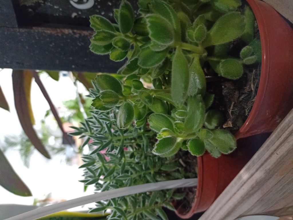 Suculentas M11