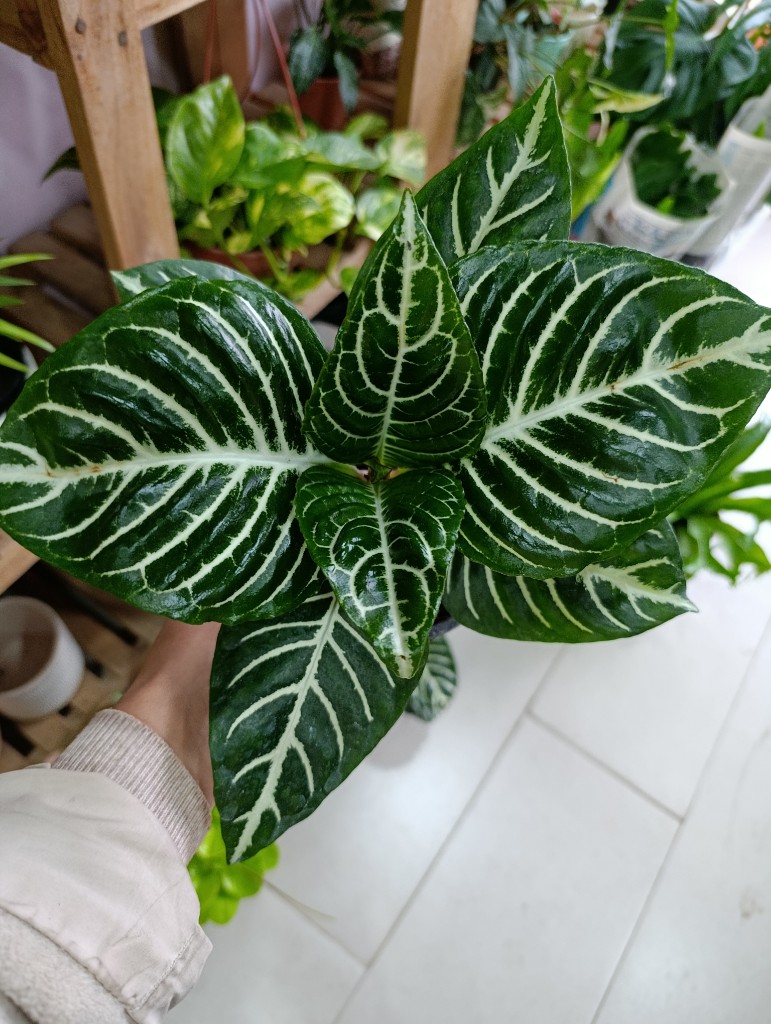 Aphelandra