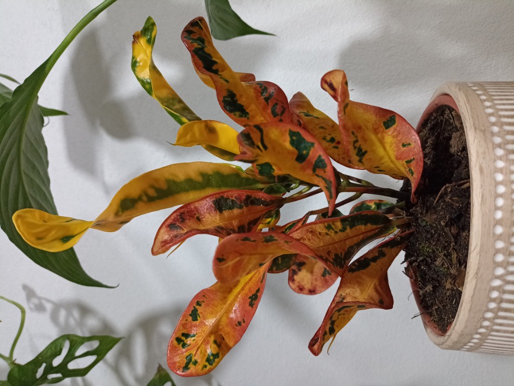 Croton tirabuzón