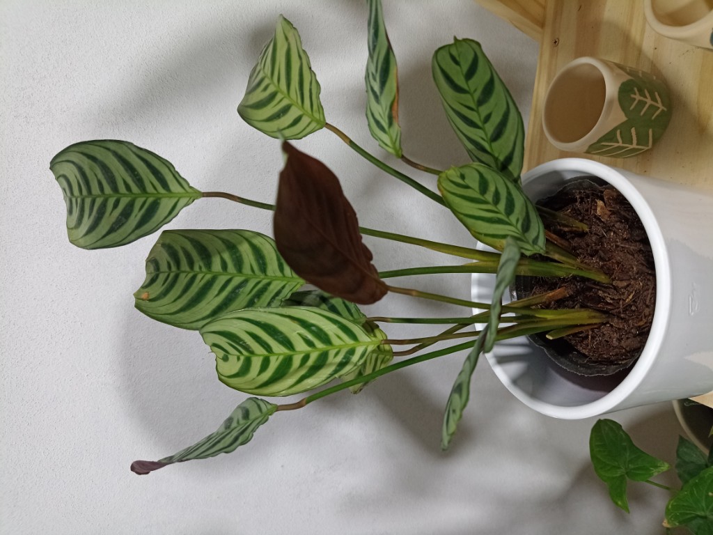 Maranta