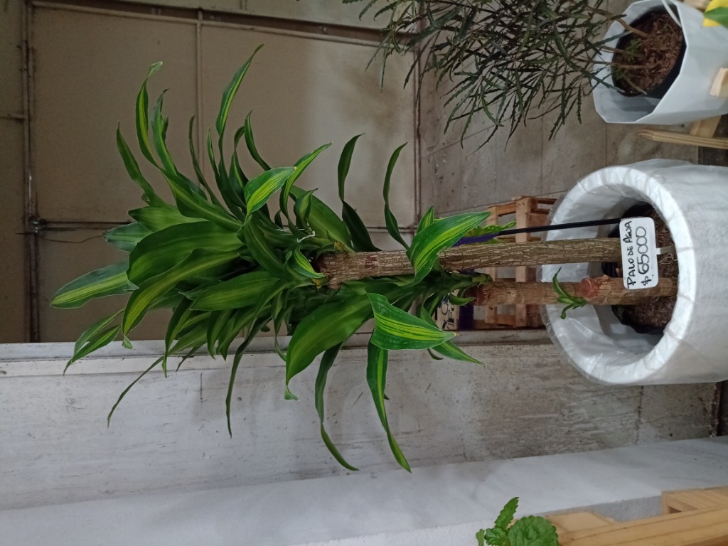 Palo de agua 15lts