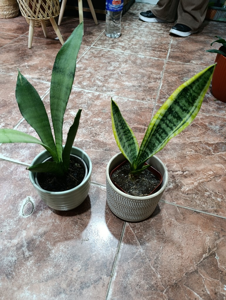 Sansevieria enana