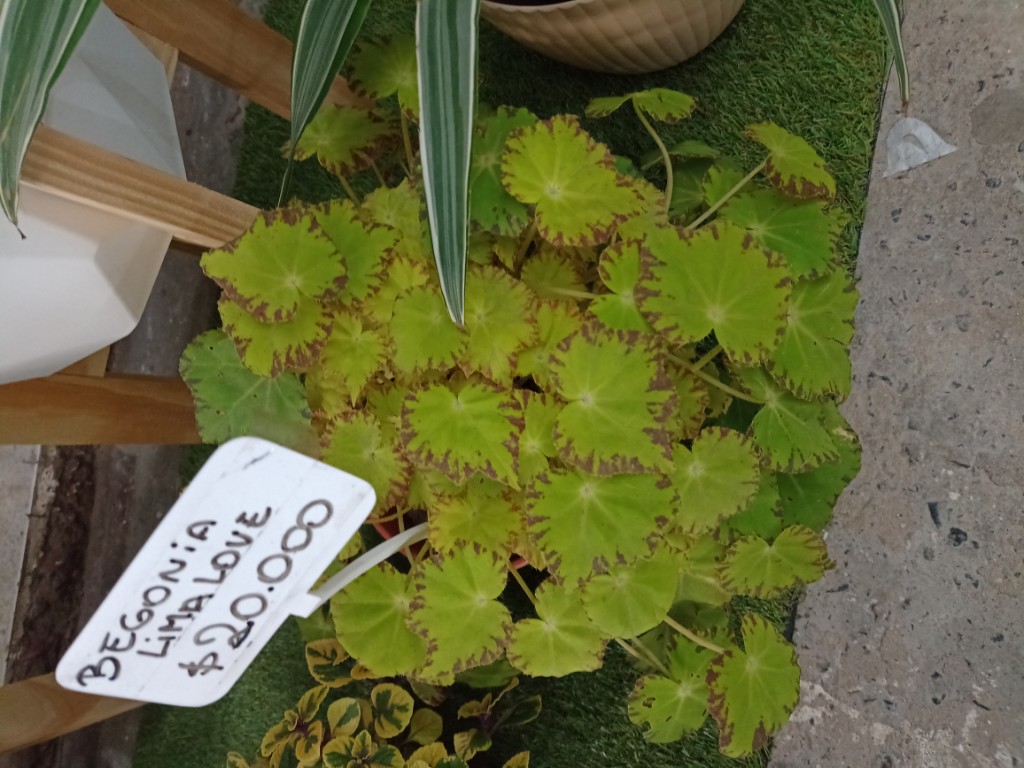 Begonia Lima Love