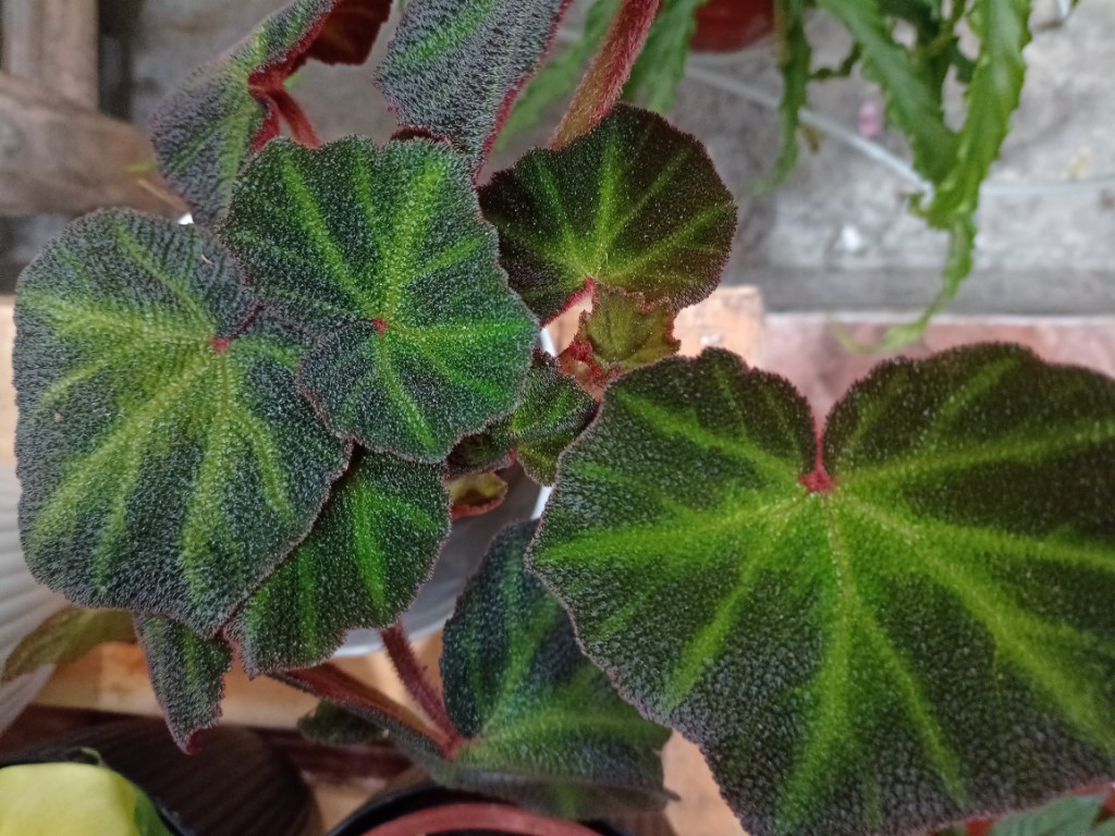 Begonia Brasilera m12
