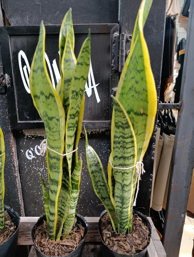 Sansevieria