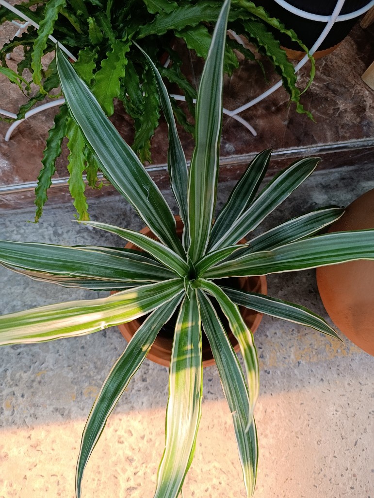 Warneki white jewel