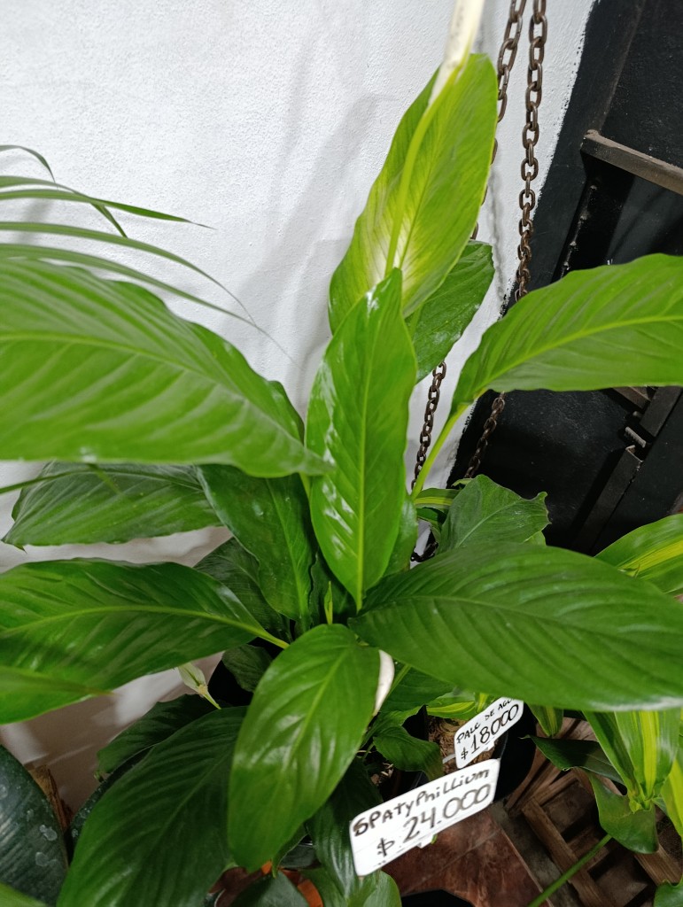 Spatyfilium n15