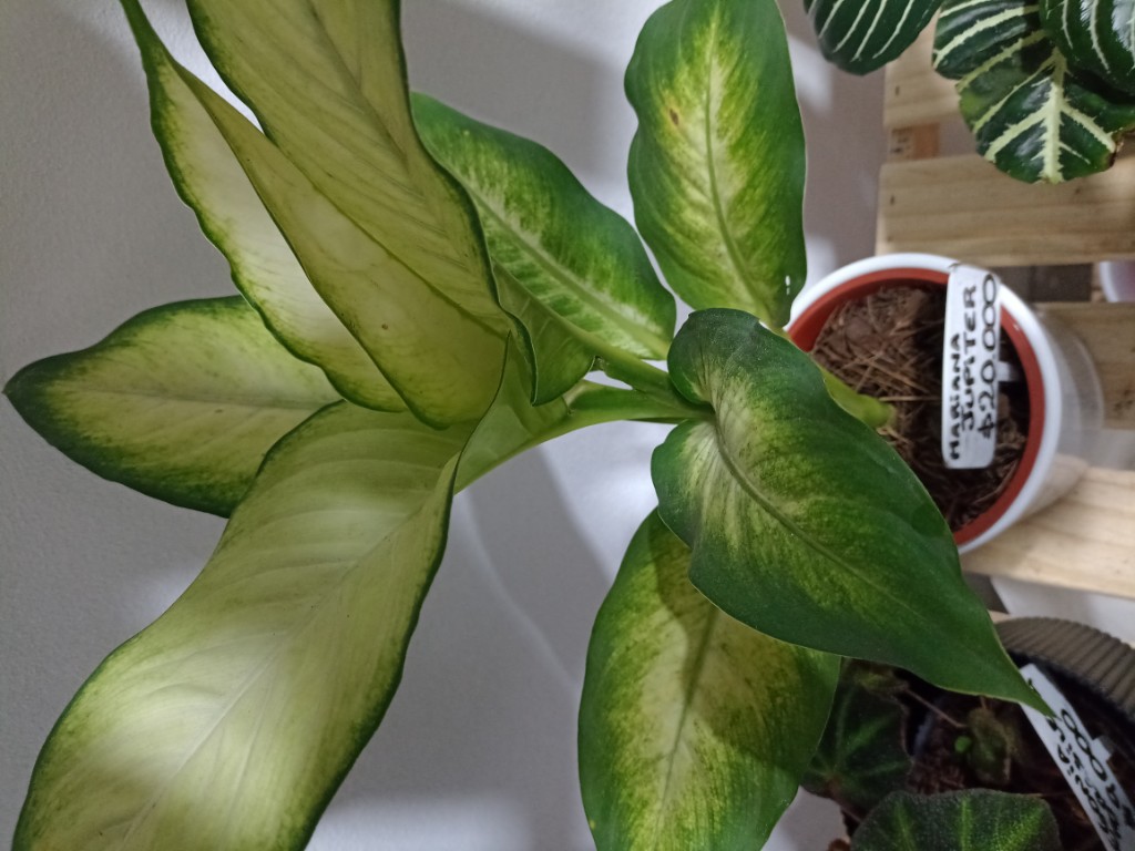Diefenbachia Júpiter