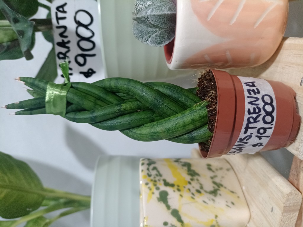Sansevieria trenzada