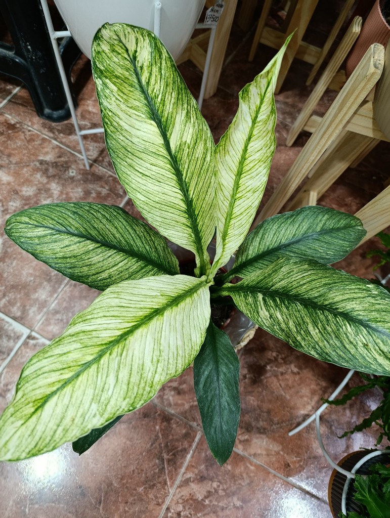 Spatyfilium sensación variegada