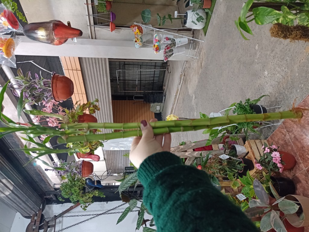 Bambú 50cm recto