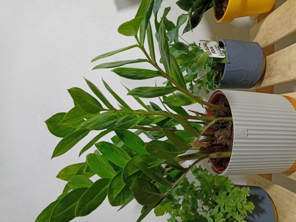 Zamioculca verde
