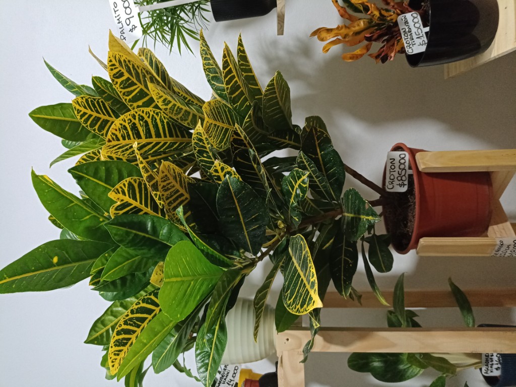 Croton grande