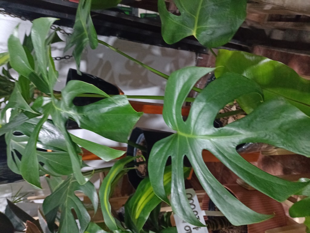 Monstera 3 litros
