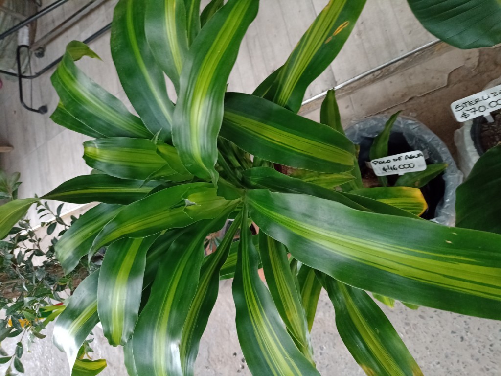 Palo de agua 7lts