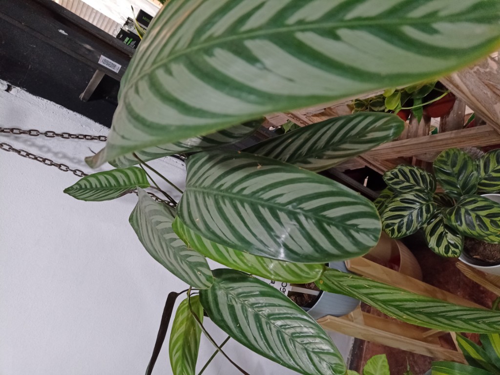 Calatea mil rayas setosa