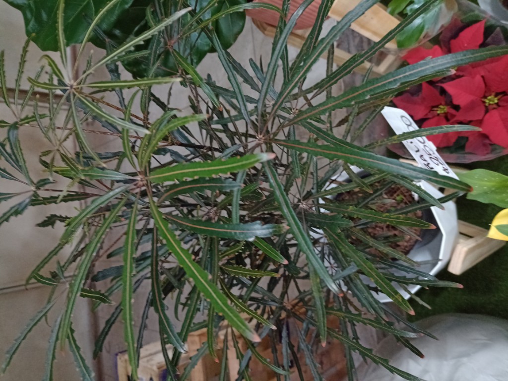 Aralia