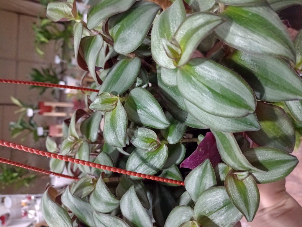 Tradiscantia zebrina