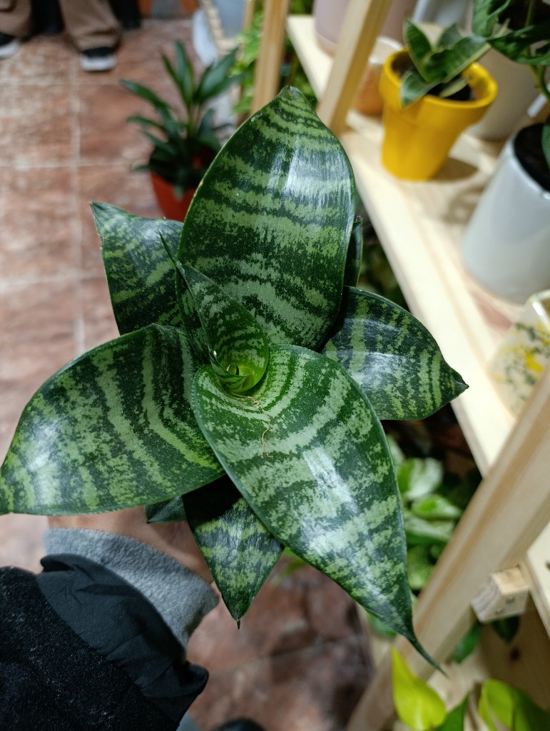 Sansevieria hanni