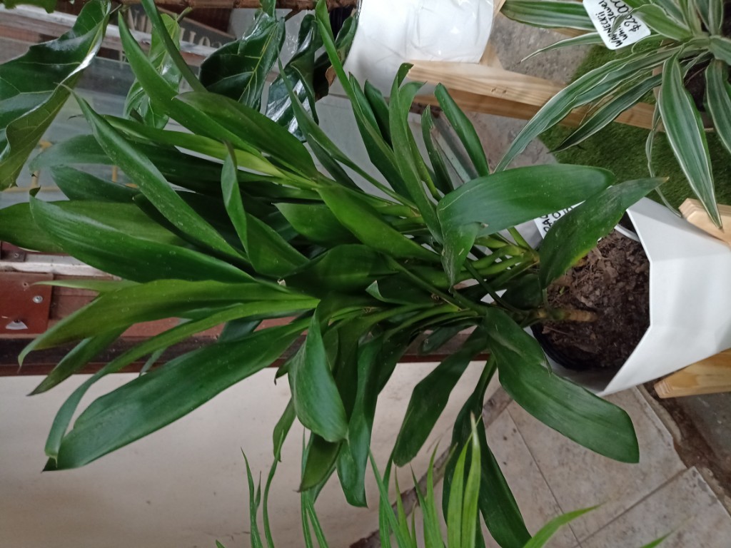 Dracena Robusta