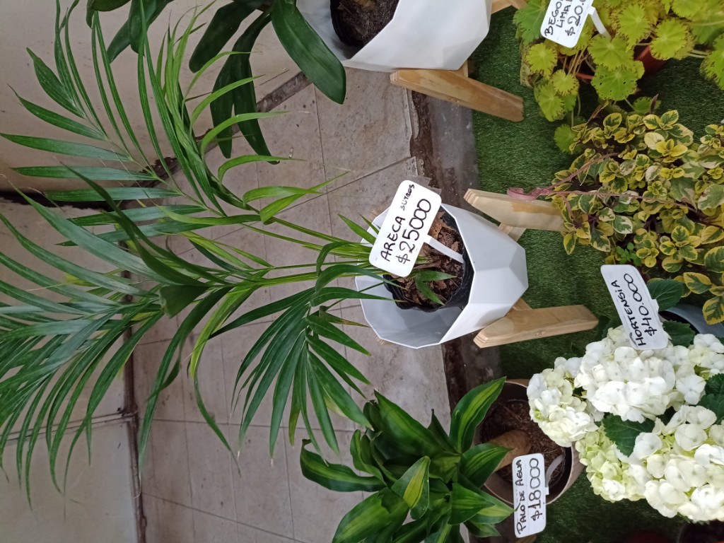 Areca palmera 3lts