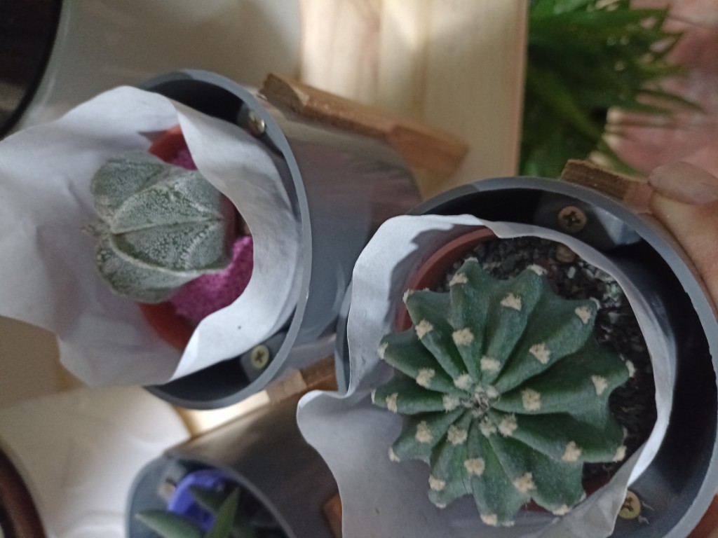 Cactus n6