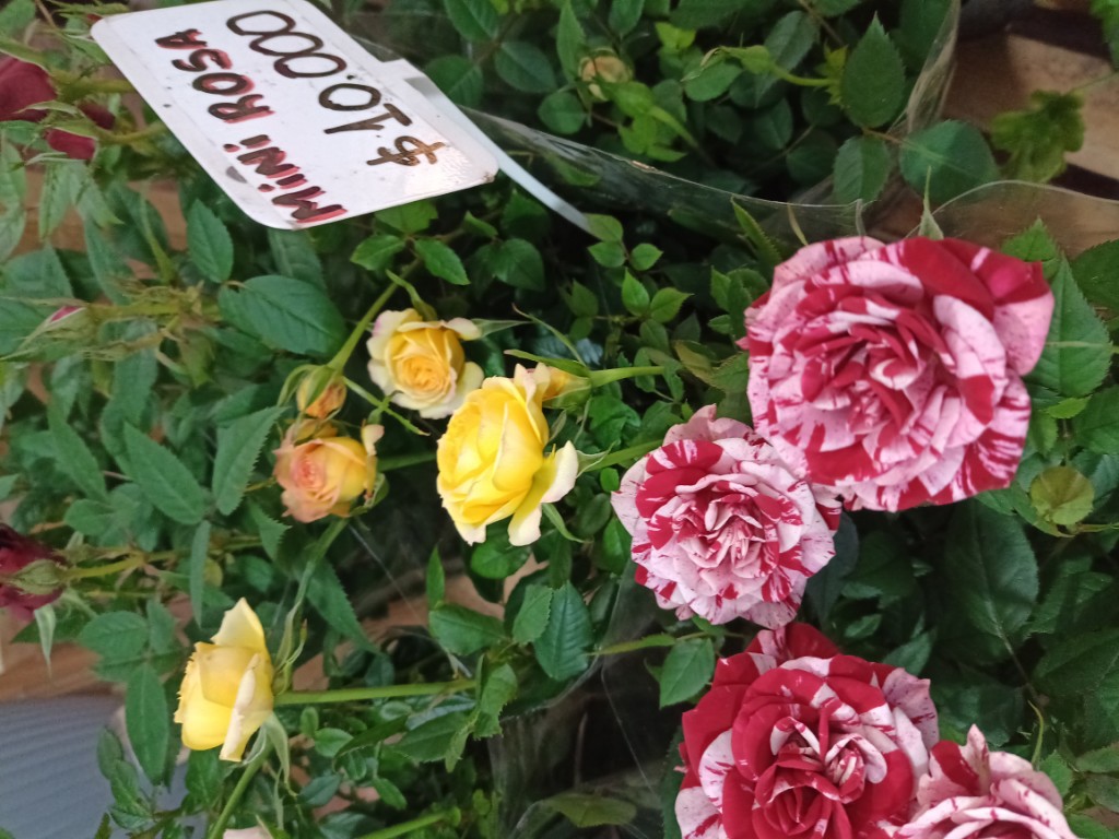 Mini Rosas