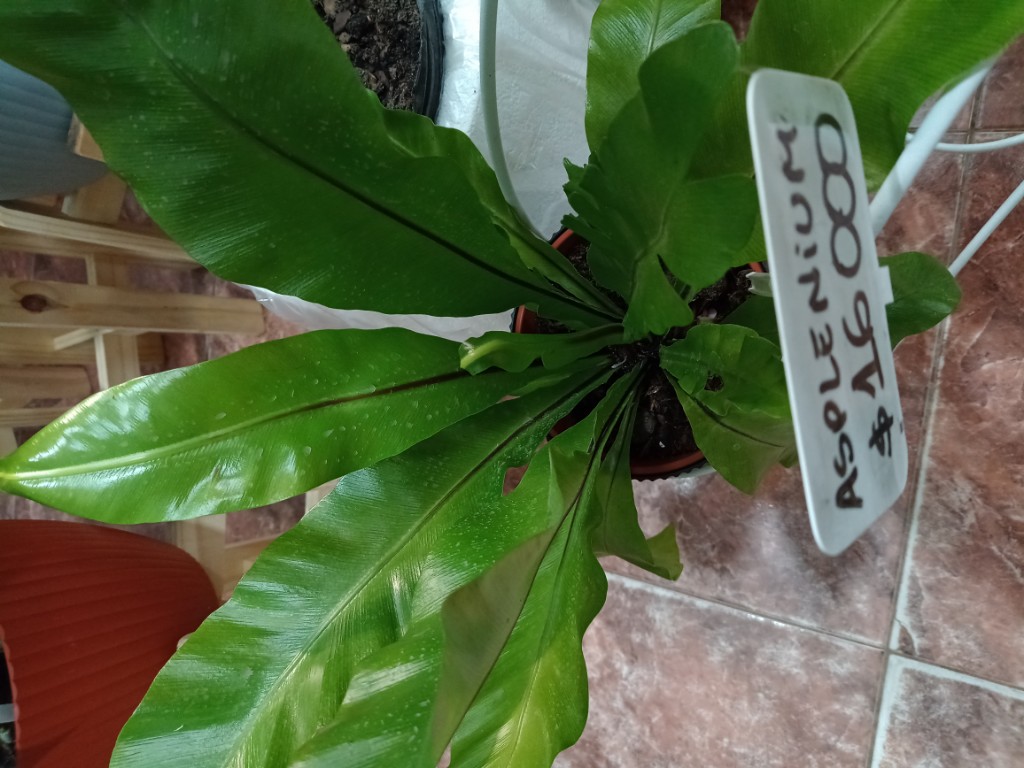 Helecho Asplenium