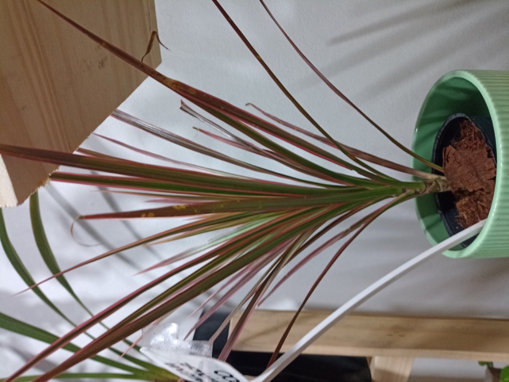 Dracena tricolor n12
