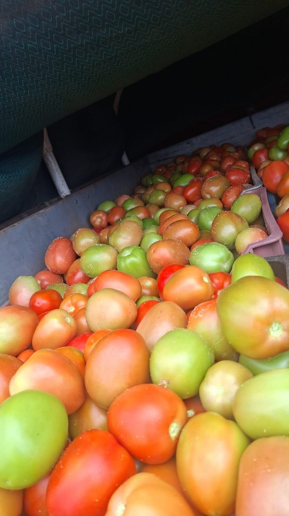 Jitomate granel