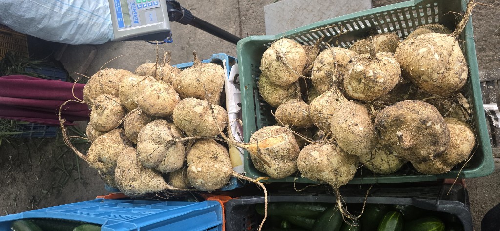 Jicama