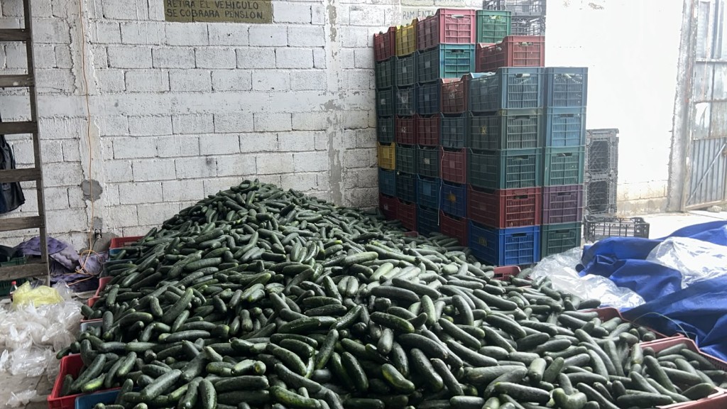 Pepino campo