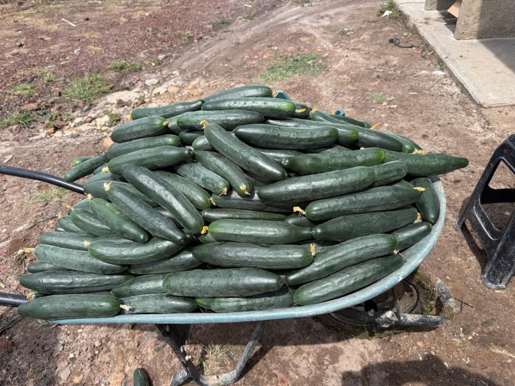 Pepino invernadero