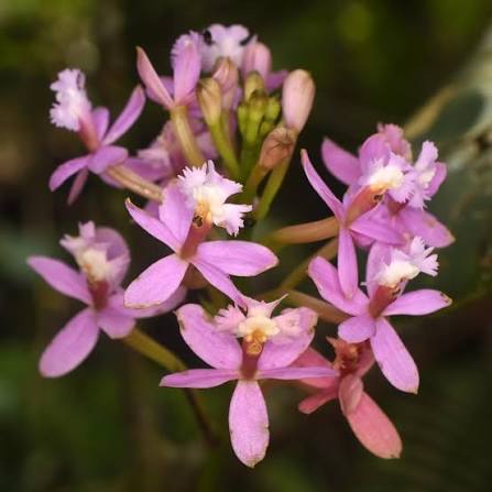 Epidendrum secundum