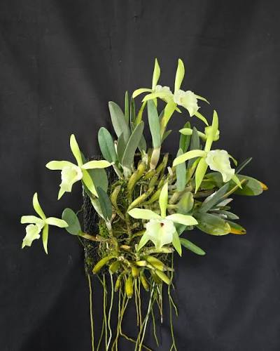 Rhyncholaelio Glauca