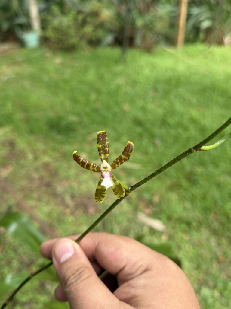 oncidium laeve