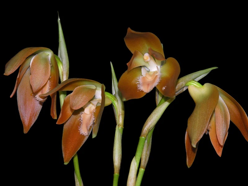 Sudamerlycaste Perúviana