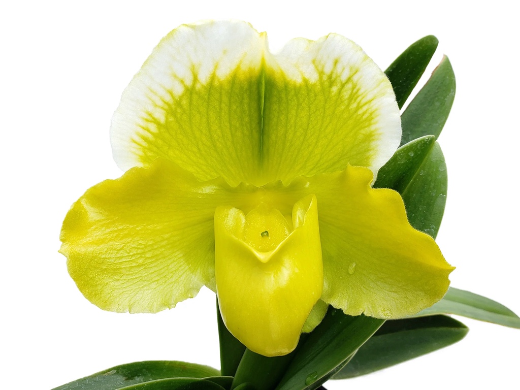 paphiopedilum green complex