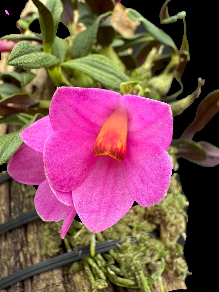 Dendrobium Mtn’s butterfly Kisses large
