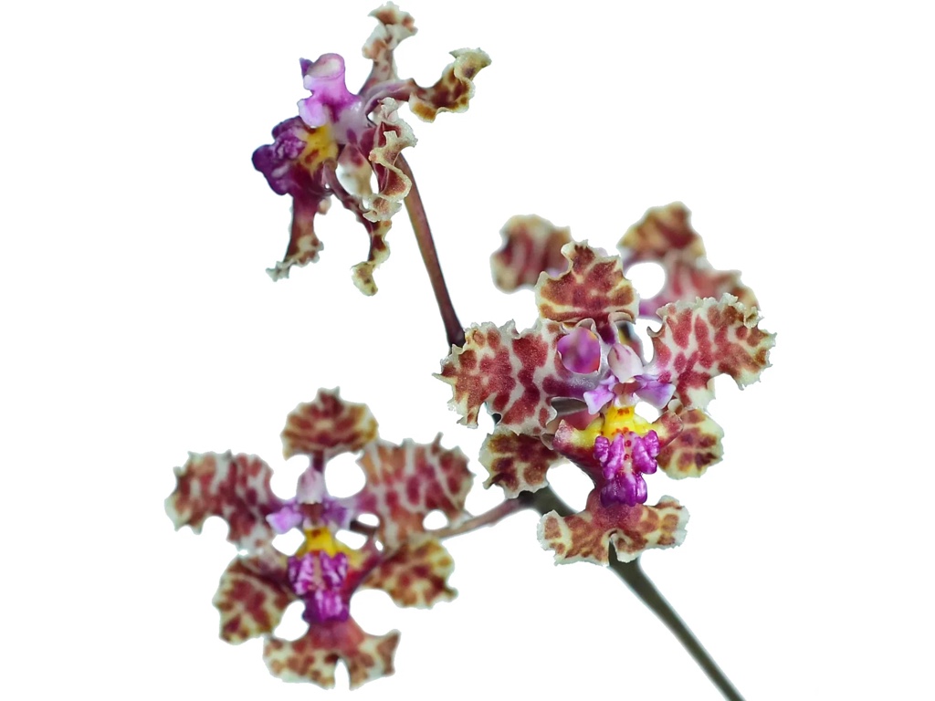 trichocentrum carthagenense