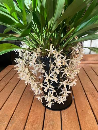Coelogyne flaccida