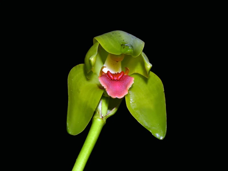 Sudamerlycaste Costata
