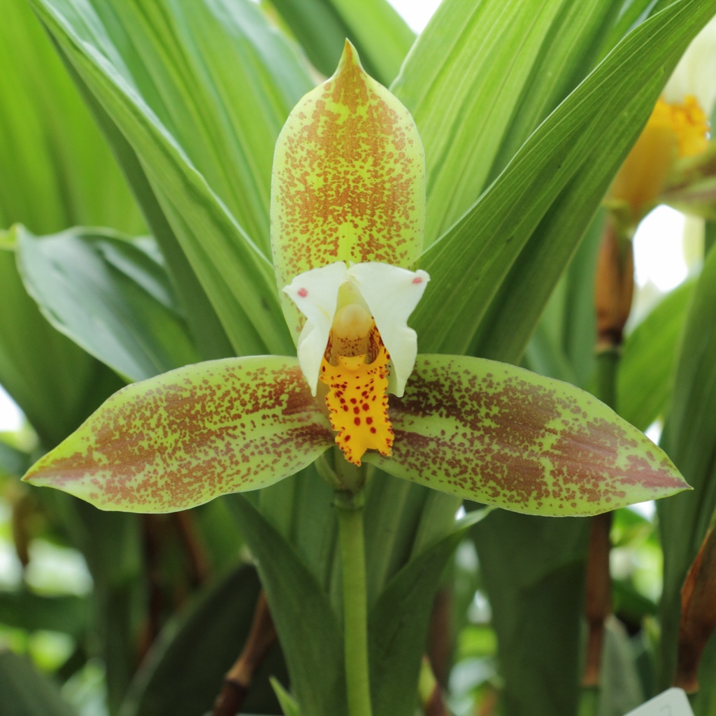 Lycaste deppei