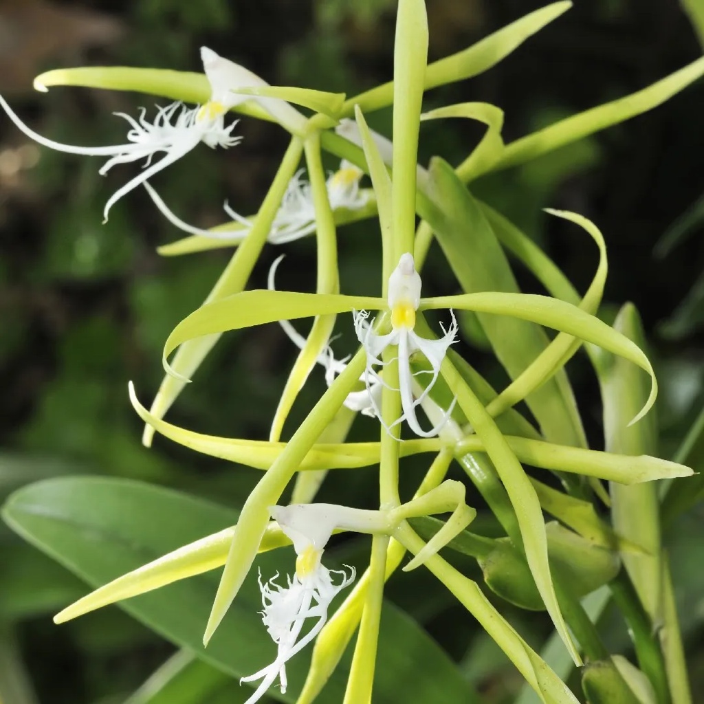 Epidendrum ciliare