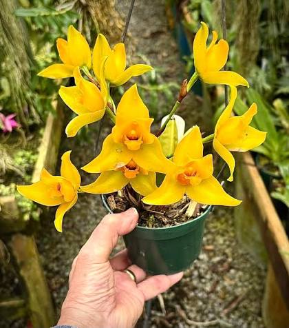 Lycaste Cruenta